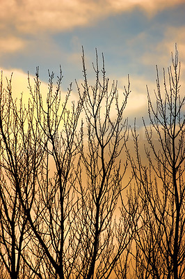 Buy stock photo Tree, silhouette and sunset with dark foliage in landscape, colourful sky in environmental for climate change. Eco friendly, countryside and natural in nature or leafless, ecology and sustainability