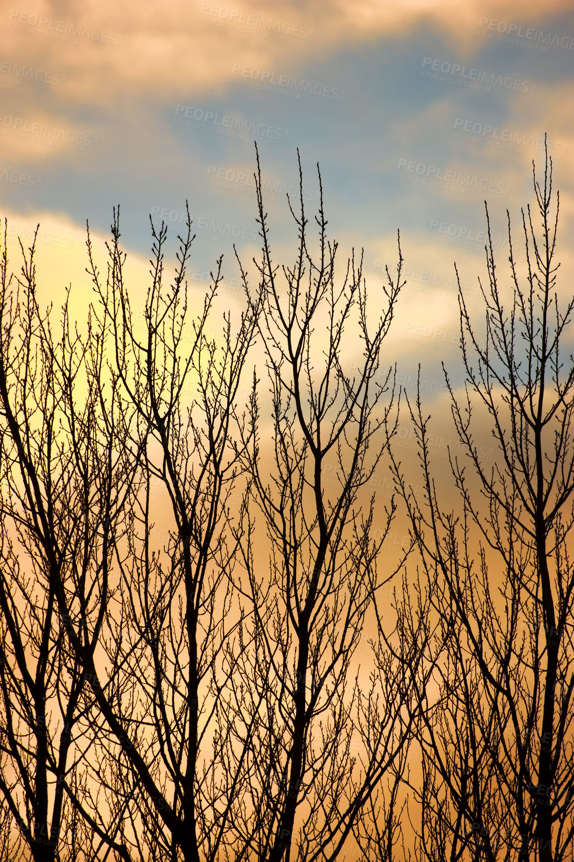 Buy stock photo Tree, silhouette and sunset with dark foliage in landscape, colourful sky in environmental for climate change. Eco friendly, countryside and natural in nature or leafless, ecology and sustainability