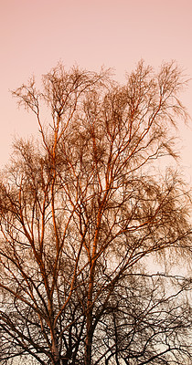 Buy stock photo Tree, sunset and calm with dark foliage in landscape, colourful sky in environment for climate change. Eco friendly, countryside and natural branches for planet earth, ecology and sustainability