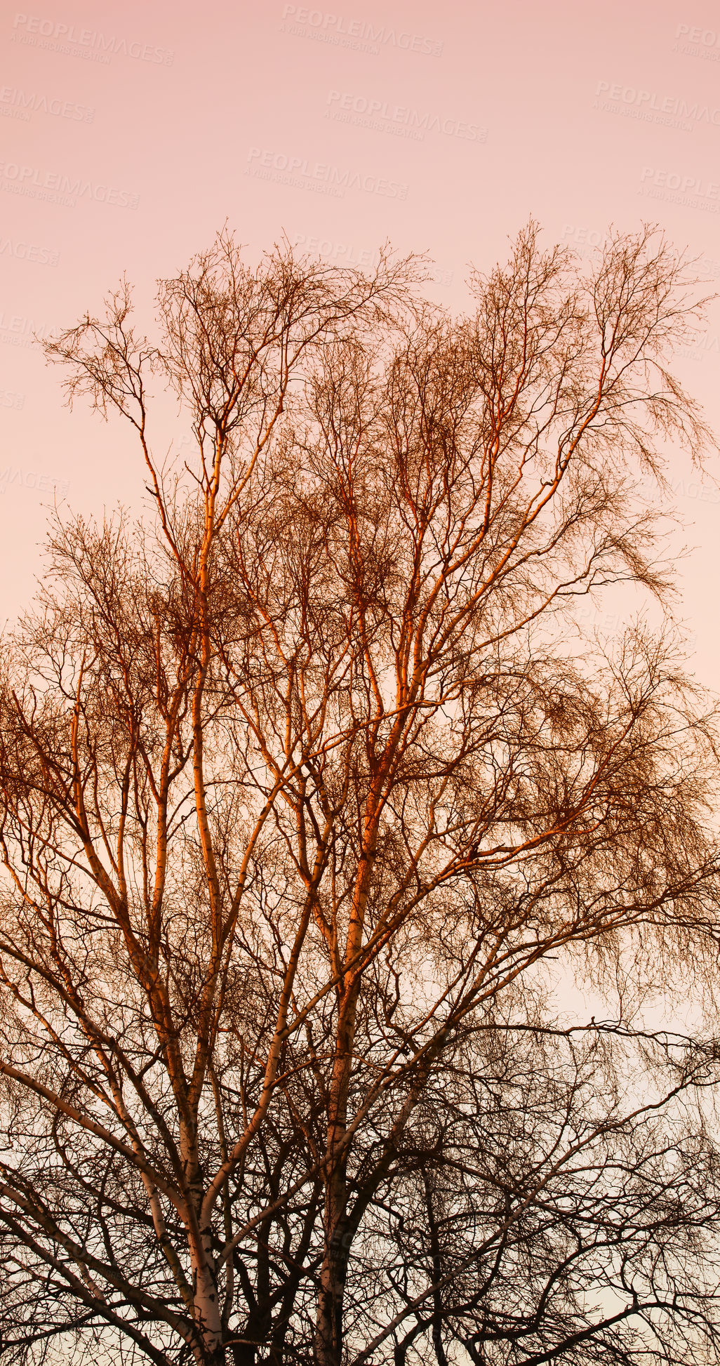 Buy stock photo Tree, sunset and calm with dark foliage in landscape, colourful sky in environment for climate change. Eco friendly, countryside and natural branches for planet earth, ecology and sustainability