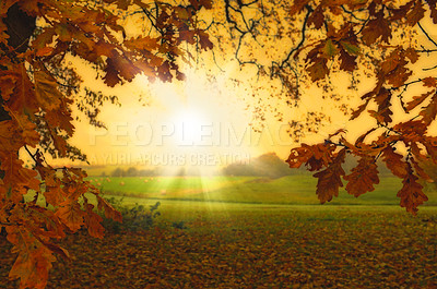 Buy stock photo A photo of trees an autumn morning