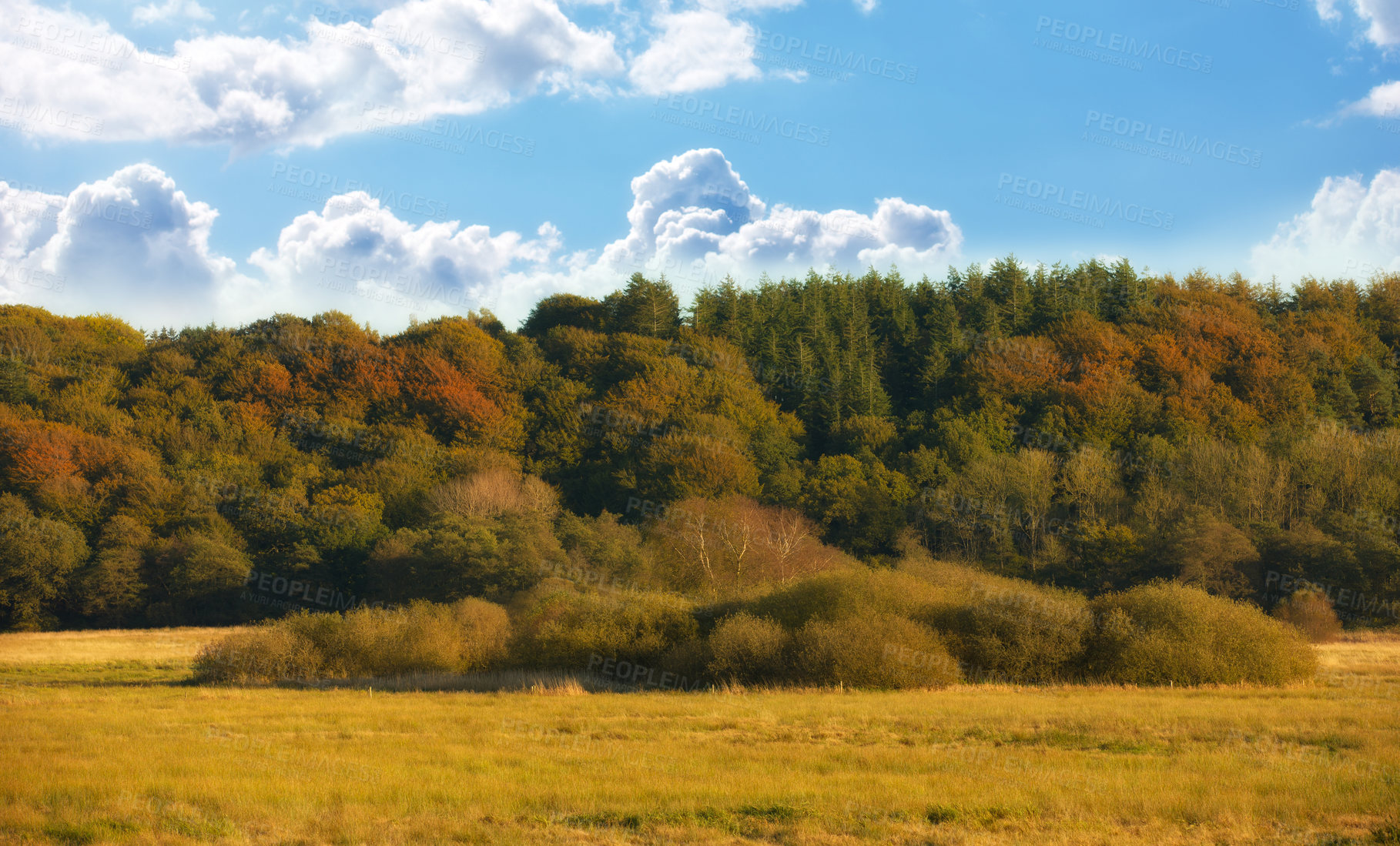 Buy stock photo Forest, green and nature with trees for agriculture with environment, conservation and outdoors. Blue sky, botanical and leaves with beauty in landscape with flora, land and countryside in wilderness