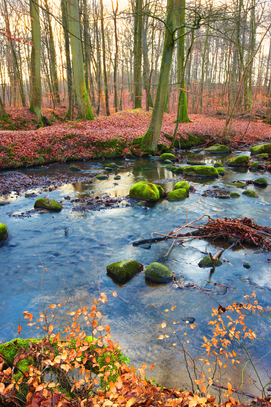 Buy stock photo Autumn, river and trees with water in nature woodlands, environment and outdoor forest with foliage in Amsterdam. Moss rocks, season and fall ecosystem in woods or countryside, plants and growth