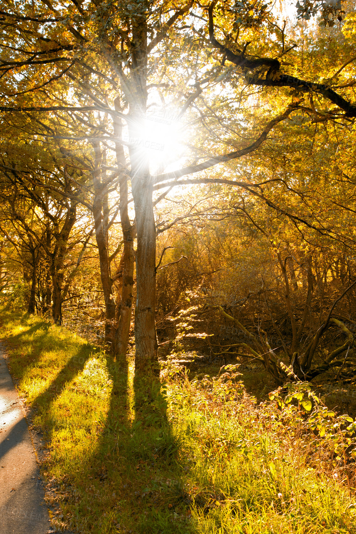 Buy stock photo Trees, landscape and forest in autumn sunshine for conservation, sustainability or biodiversity. Empty, environment and nature with fall foliage for greenery, exploration or ecosystem in Amsterdam