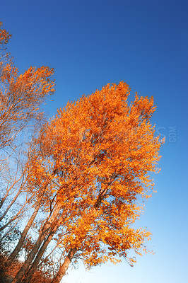 Buy stock photo Autumn, leaves and trees in nature by blue sky of park, garden and plant landscape with texture. Forest, leaf and branch with wood, red and orange foliage for scenic view or aesthetic outdoor