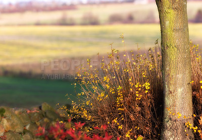 Buy stock photo Tree, green and nature with trees for environment, eco exploration and conservation in outdoors. Agriculture, forest and shrubs with seasonal flora, land and countryside with peace in wilderness.