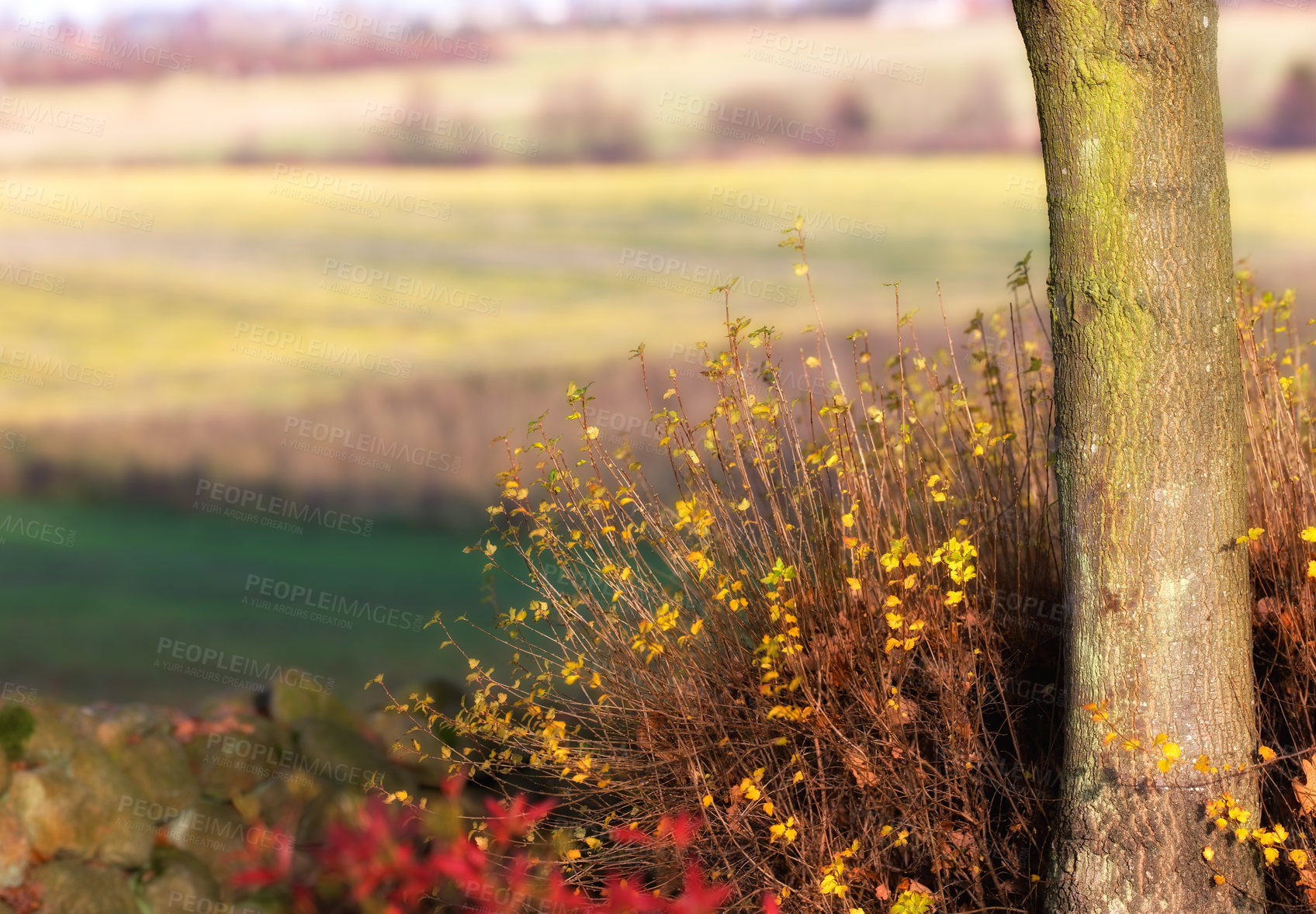 Buy stock photo Tree, green and nature with trees for environment, eco exploration and conservation in outdoors. Agriculture, forest and shrubs with seasonal flora, land and countryside with peace in wilderness.