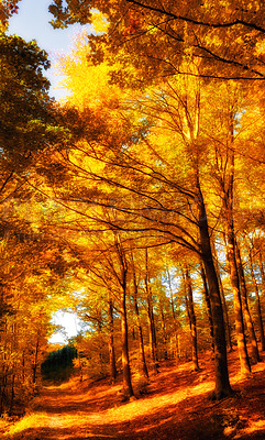 Buy stock photo Autumn, walkway and nature trees in woodlands, environment and outdoor forest with orange foliage in Amsterdam. Travel, seasonal and fall ecosystem in woods or countryside, pathway and growth