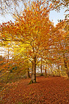 Autumn in the colors of autumn