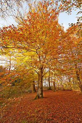 Buy stock photo Oak, tree and forest in autumn with woods in season and travel in countryside park. Hiking, trekking or adventure on trail in nature of fall with color on leaves or growth in landscape or environment