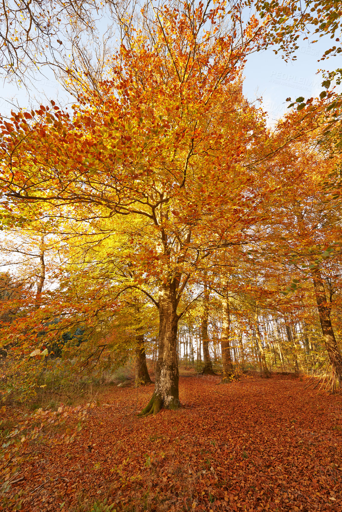 Buy stock photo Oak, tree and forest in autumn with woods in season and travel in countryside park. Hiking, trekking or adventure on trail in nature of fall with color on leaves or growth in landscape or environment