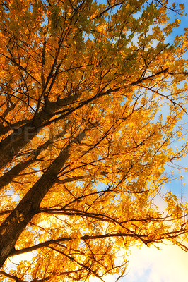 Buy stock photo Autumn, bottom and nature trees in woodlands, environment and outdoor forest with orange foliage in Amsterdam. Travel, seasonal and fall conservation in woods or countryside, outside and growth