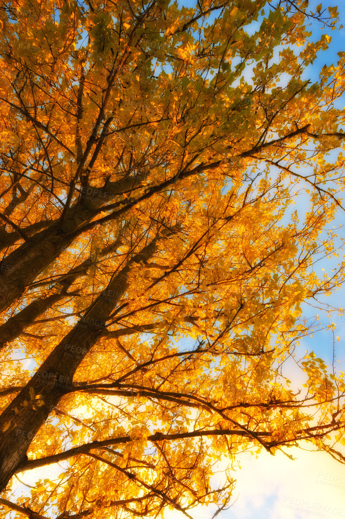 Buy stock photo Autumn, bottom and nature trees in woodlands, environment and outdoor forest with orange foliage in Amsterdam. Travel, seasonal and fall conservation in woods or countryside, outside and growth