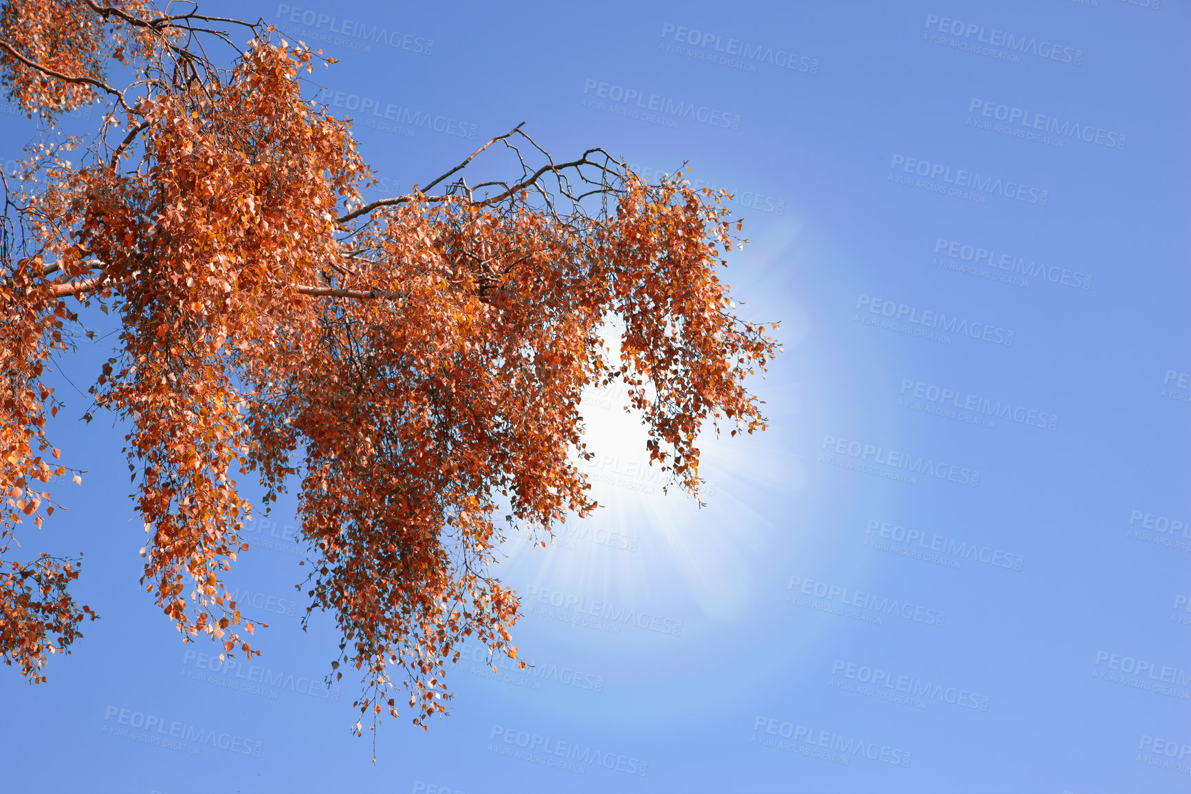 Buy stock photo Fall, leaves and tree in nature by blue sky of park, garden and plant landscape with texture. Forest, leaf and branch with wood, red and orange foliage for scenic view or mockup space by outdoor