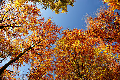 Buy stock photo The forest in autumn - colorful