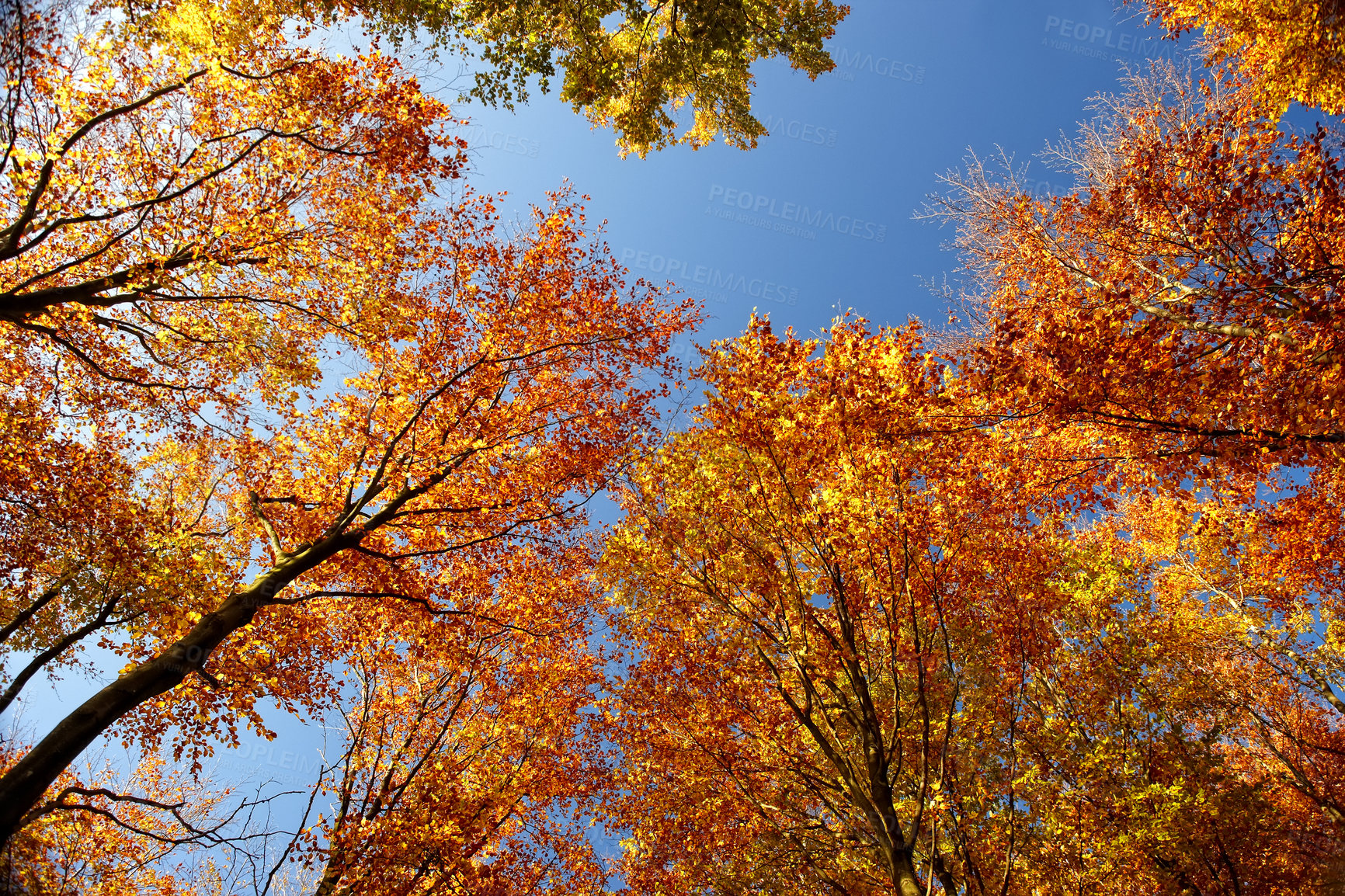 Buy stock photo The forest in autumn - colorful