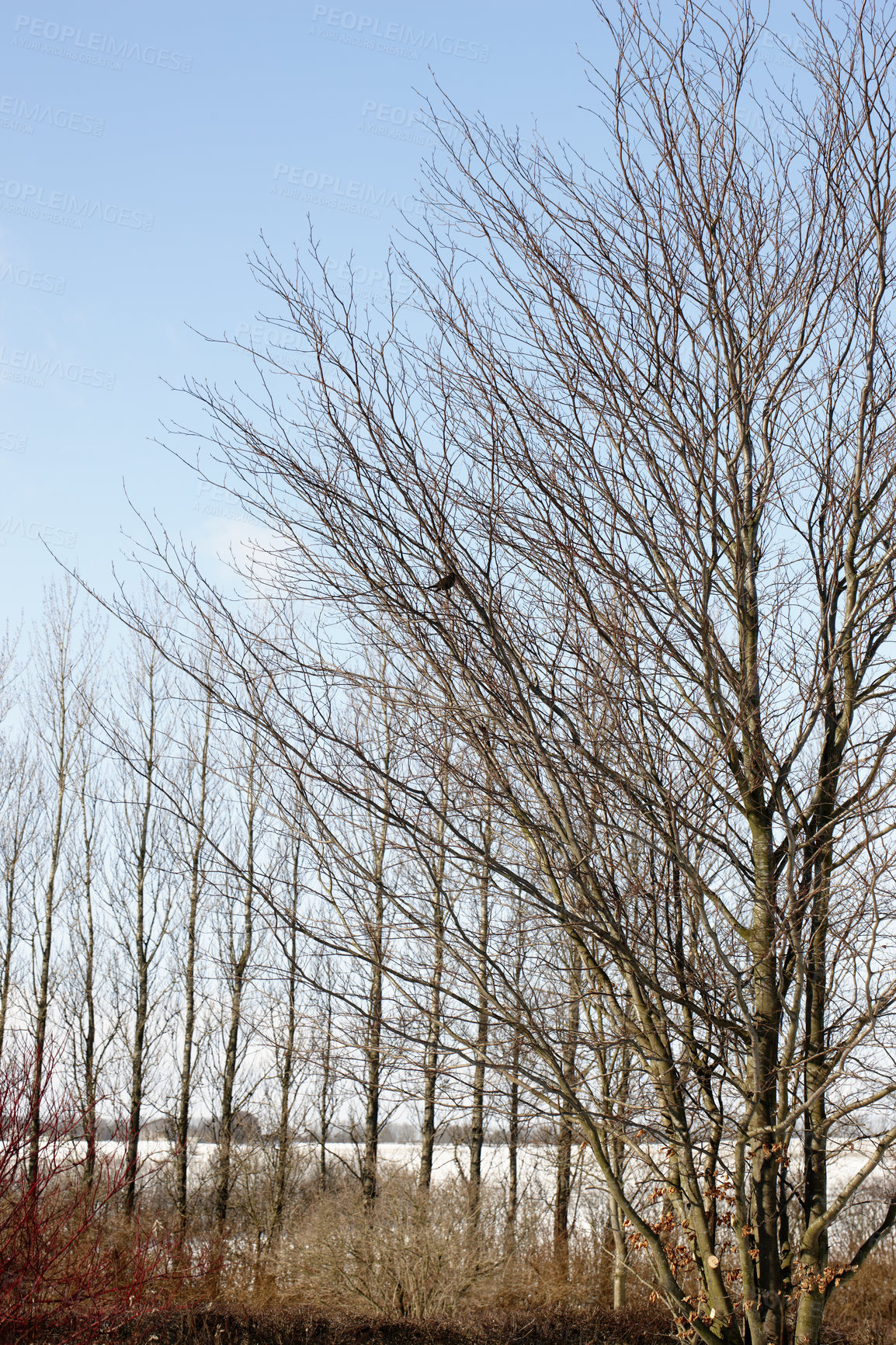 Buy stock photo Tree, spring or morning with branches for landscape, colourful sky in environmental for climate change. Eco friendly, countryside or natural in field for nature, ecology and sustainability in woods