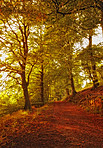 Autumn in the colors of autumn