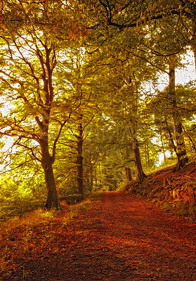 Buy stock photo Autumn, nature and walkway outside with trees, environment and conservation in Amsterdam countryside. Outdoor, forrest and woodlands with foliage on sustainable pathway, fall season and travel