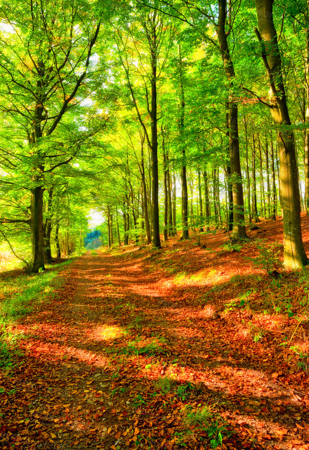 Buy stock photo Landscape, nature and forest path in autumn sunshine for conservation, sustainability or biodiversity. Empty, environment and trees with fall foliage for greenery, exploration or ecosystem in Oregon