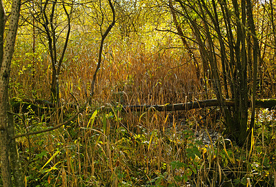 Buy stock photo Swamp, green and trees for nature with environment in spring with conservation in outdoors. Foliage, leaves and botanical forest with ecosystem, peace and wetlands with reeds in amazon rainforest.