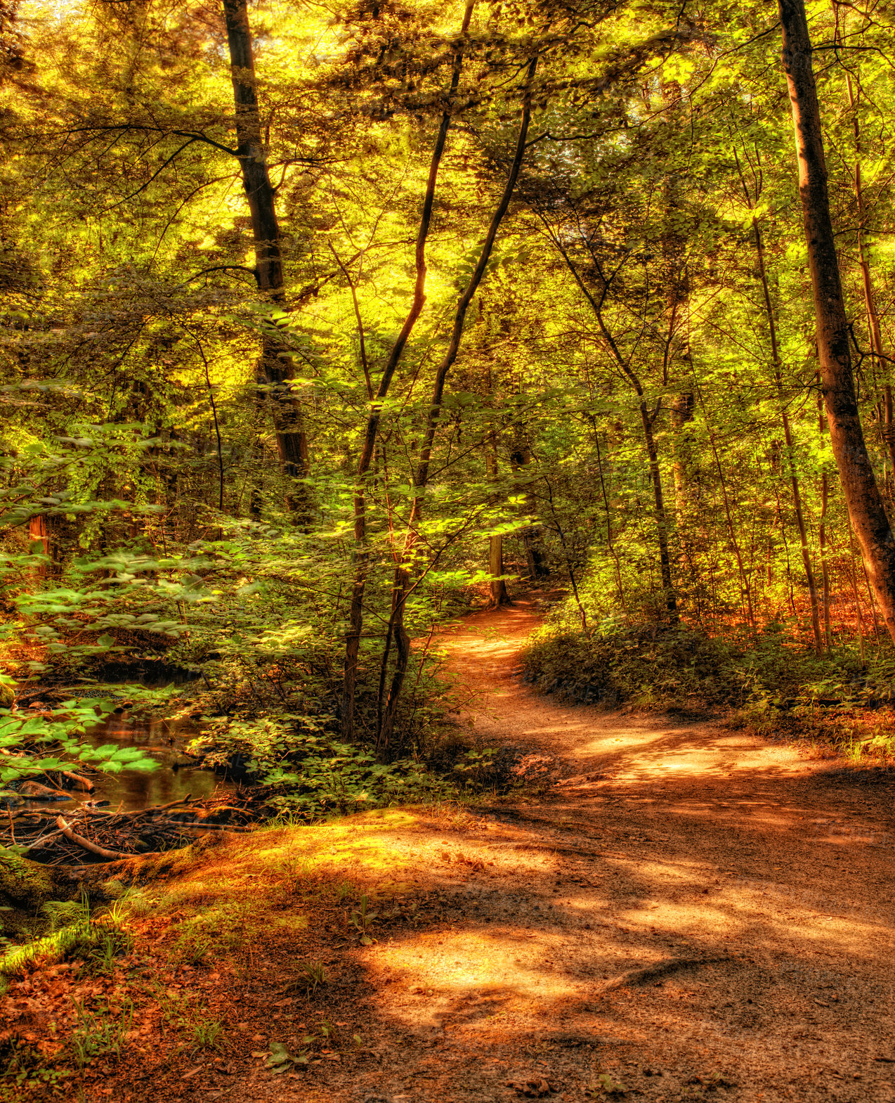 Buy stock photo Autumn, trees and forest with path in nature for eco friendly, sustainability and environment in park. Outdoor, foliage and leaves with sunshine at countryside for season, garden and woods in Canada