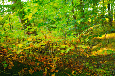 Buy stock photo Woods, green and leaves in forest outdoor for biodiversity, sustainable environment and wilderness with scenic beauty. Nature, vibrant flora and growth of rainforest, peaceful and evergreen woodland.