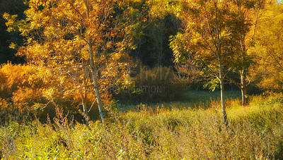 Buy stock photo Woods, forest and yellow light in nature environment, sustainability and leafs in countryside of Germany for scenic view. Green foliage, peaceful and calm tress for outdoor adventure and tranquillity