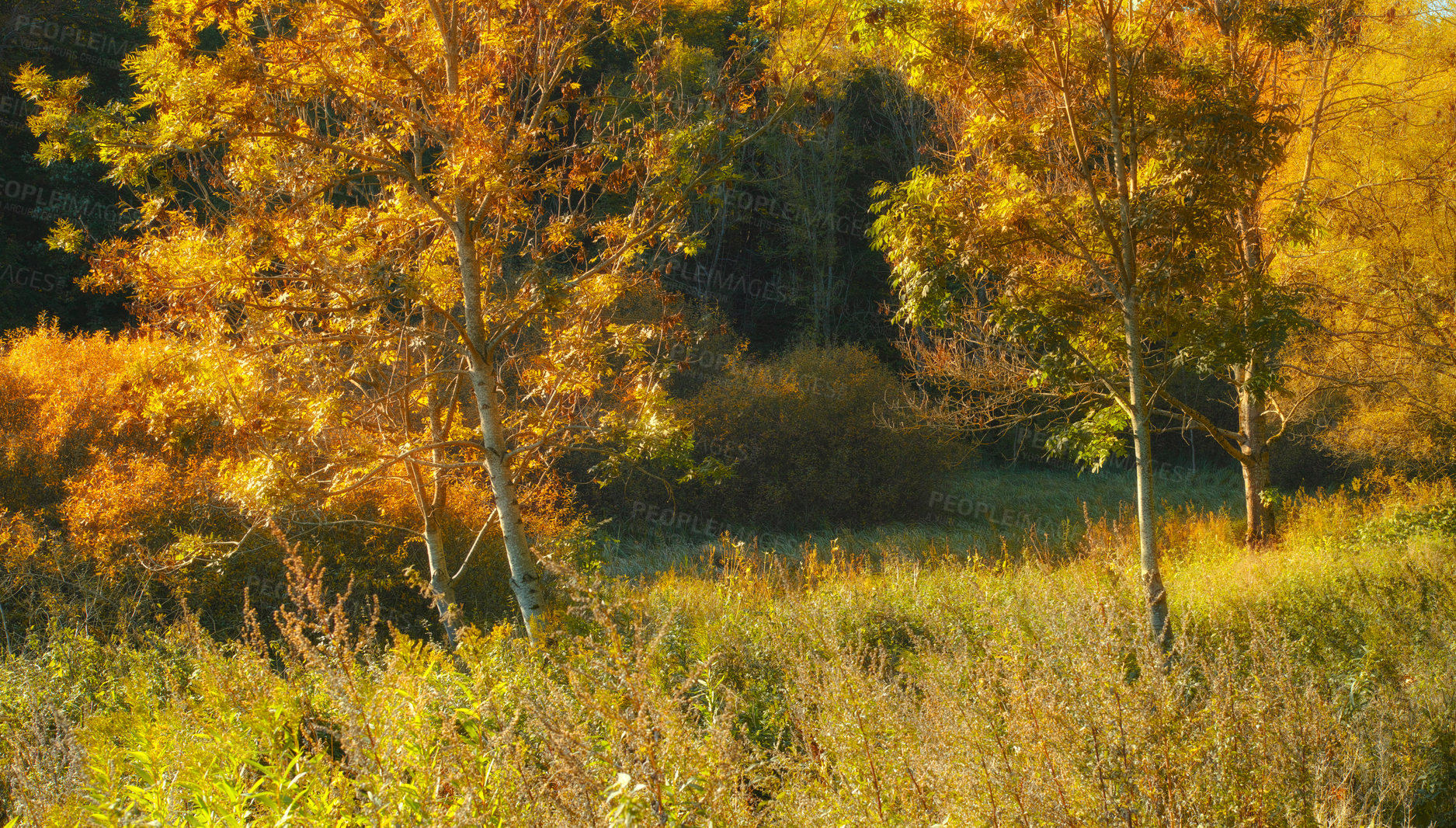 Buy stock photo Woods, forest and yellow light in nature environment, sustainability and leafs in countryside of Germany for scenic view. Green foliage, peaceful and calm tress for outdoor adventure and tranquillity