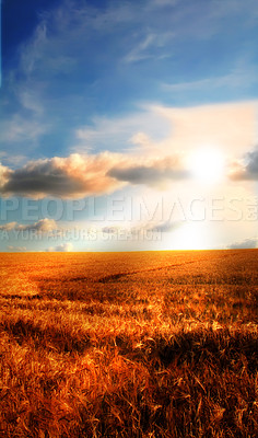 Buy stock photo Landscape, field and sunrise in nature for agriculture with blue sky, environment or plants in countryside. Meadow, wheat and cornfield in farmland with sunshine, mockup and growth for sustainability