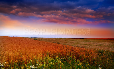 Buy stock photo Landscape, field and sunset in nature for agriculture with colorful sky, environment or plants in countryside. Wallpaper, wheat and cornfield in farmland with sunrise, dusk and growth for background