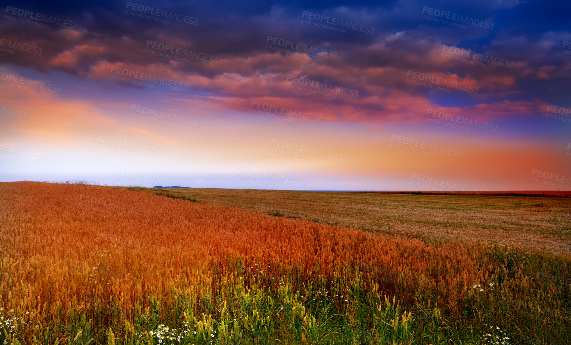 Buy stock photo Landscape, field and sunset in nature for agriculture with colorful sky, environment or plants in countryside. Wallpaper, wheat and cornfield in farmland with sunrise, dusk and growth for background