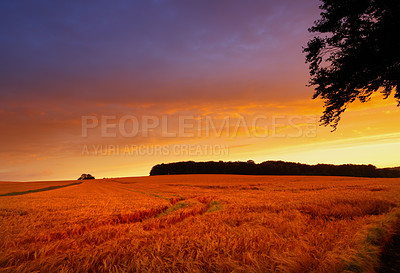 Buy stock photo Silhouette, landscape and field with sunset in nature for agriculture, travel location and plants in countryside. Wallpaper, wheat and cornfield in farmland with mockup, ecology or organic background