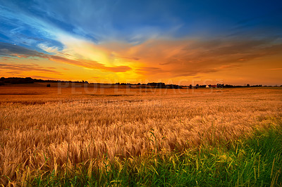 Buy stock photo A field on a farm