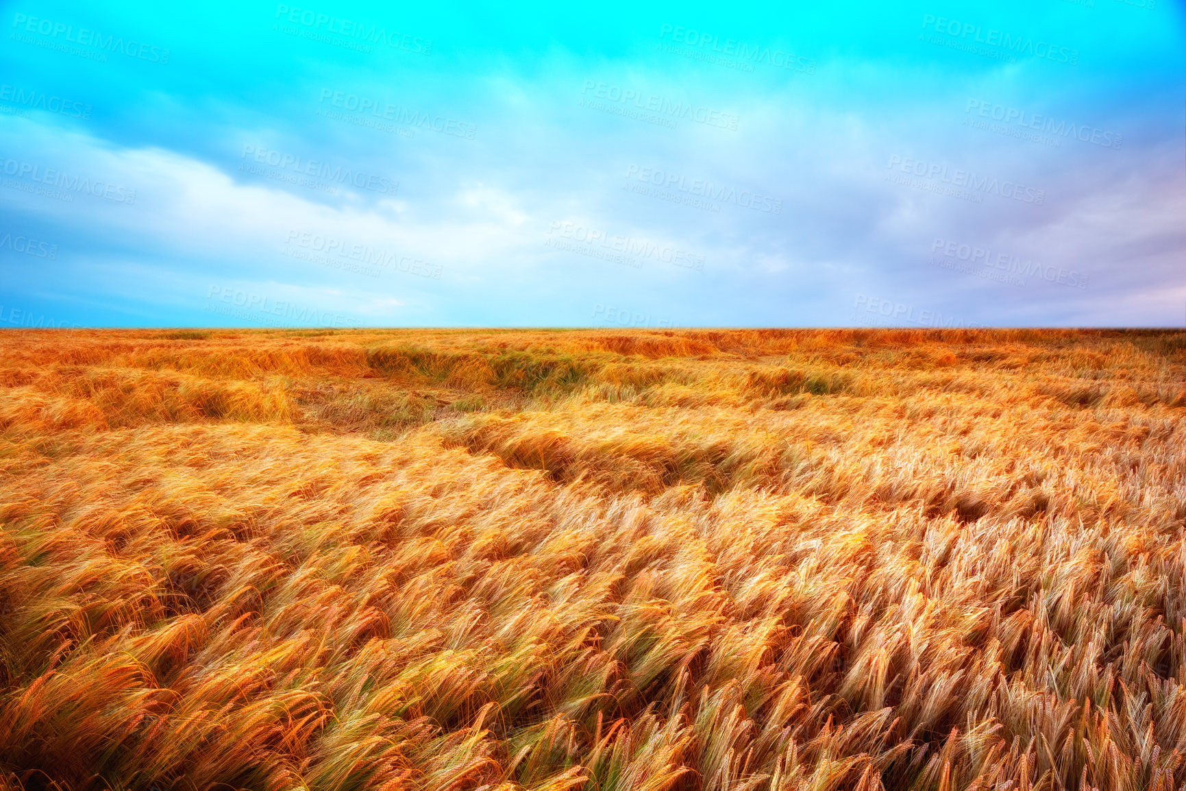 Buy stock photo Cornfield, landscape and wheat with clouds for agriculture in nature, travel location or blue sky in countryside. Meadow, grain and field in farmland with mockup, ecology and organic growth in Norway