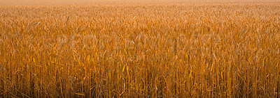 Buy stock photo A field on a farm