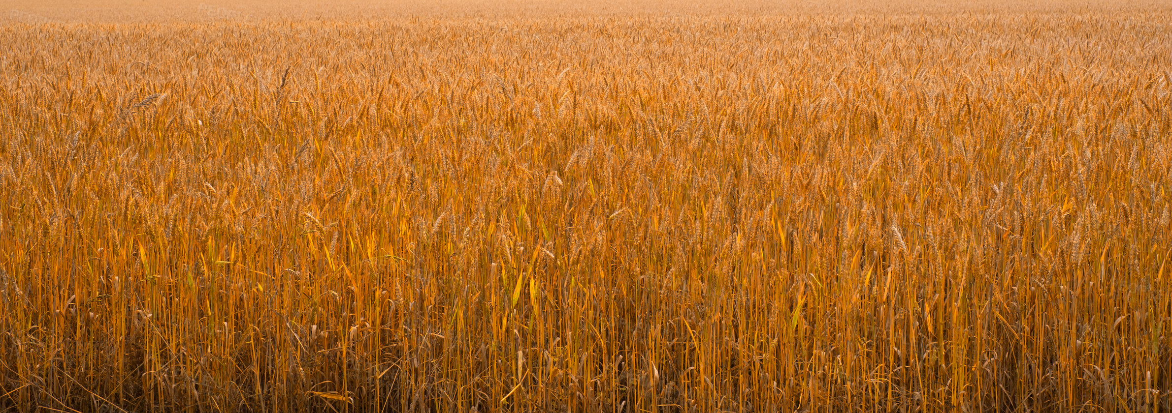 Buy stock photo A field on a farm