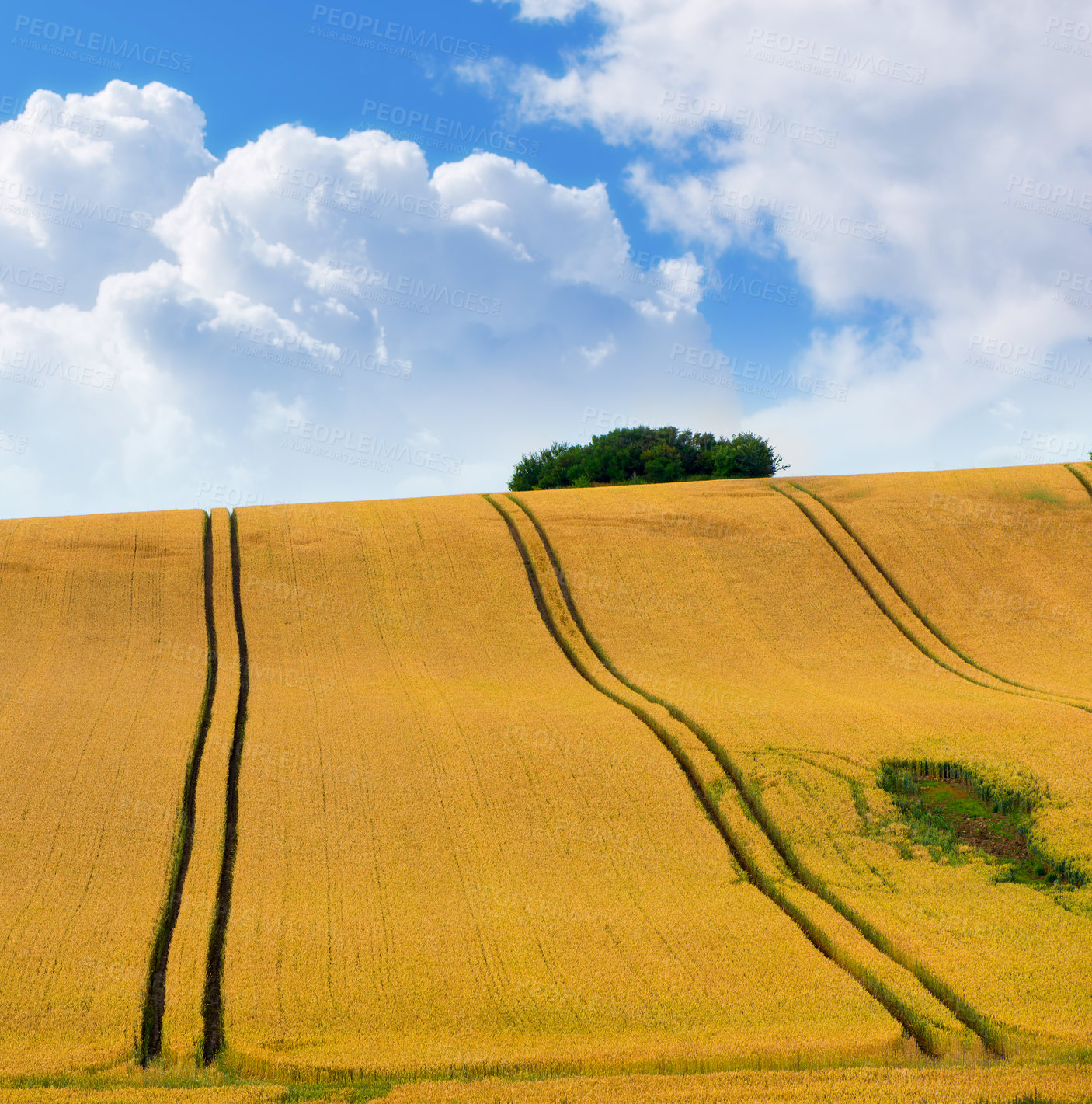 Buy stock photo Wheat field, production and farm in nature with growth, sustainability and supply chain, harvest and process. Agriculture, plant or grain farming in the countryside for organic small business startup