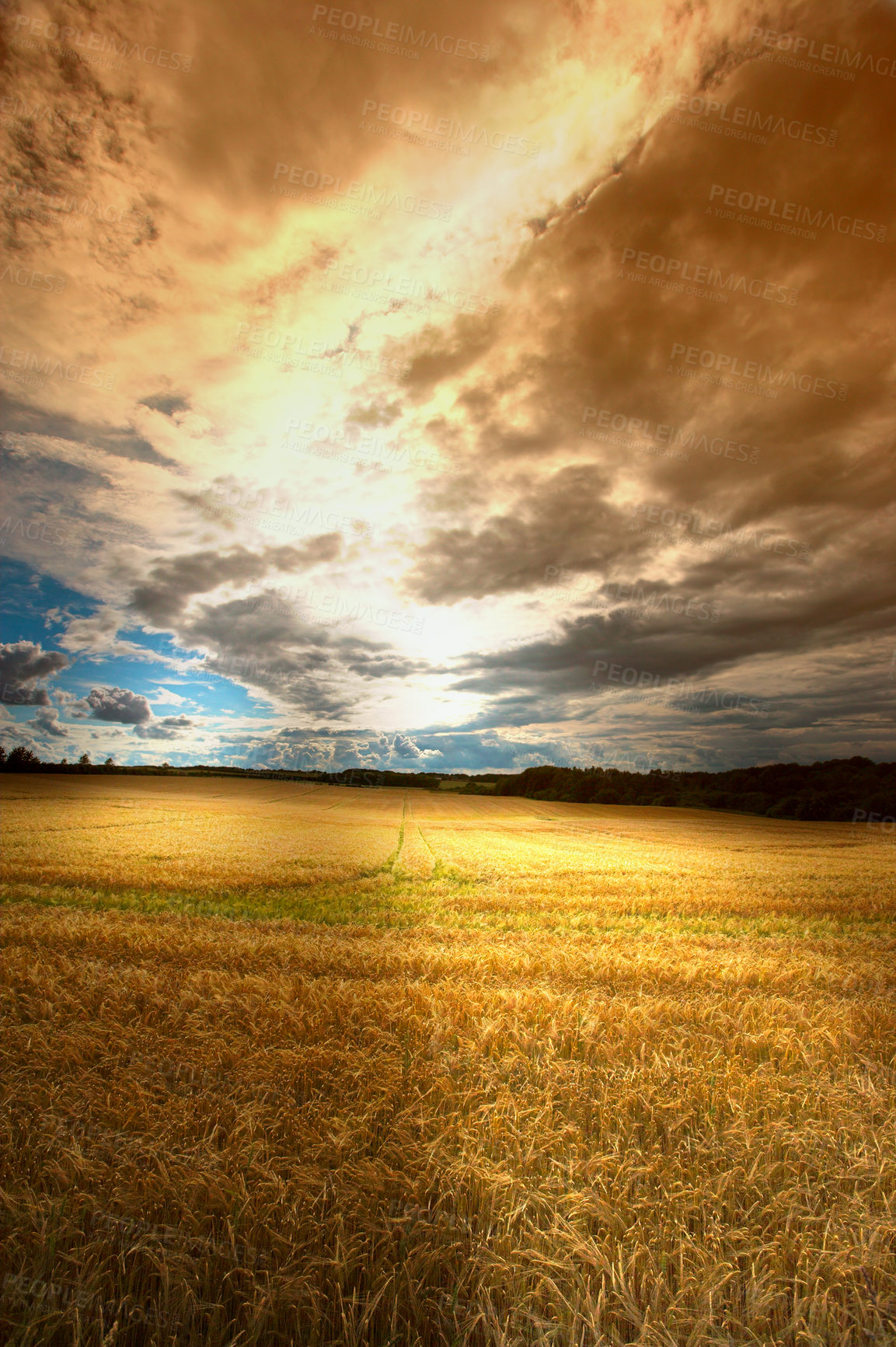 Buy stock photo Landscape, field and sunlight with clouds for agriculture in nature, environment and plants in countryside. Meadow, wheat and cornfield in farmland with sunshine, ecology or growth for sustainability