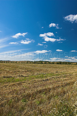 Buy stock photo Cornfield, landscape and blue sky with clouds for agriculture in nature, travel location or plants in countryside. Meadow, wheat and field in farmland with mockup, ecology or organic growth outdoor