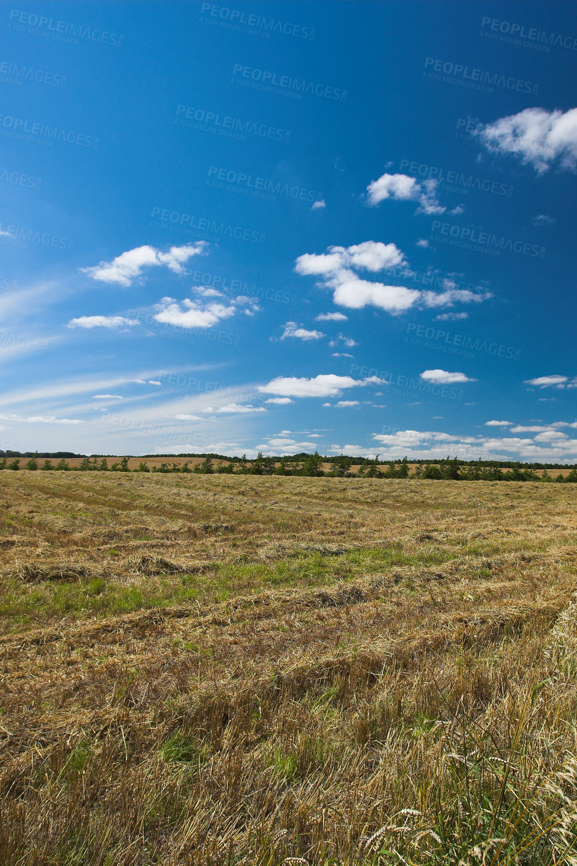 Buy stock photo Cornfield, landscape and blue sky with clouds for agriculture in nature, travel location or plants in countryside. Meadow, wheat and field in farmland with mockup, ecology or organic growth outdoor