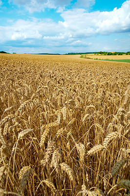 Buy stock photo Farmland, landscape and wheat for agriculture with horizon for travel location, harvest and scenery in countryside. Meadow, environment and cornfield with field, ecology and organic growth in Denmark