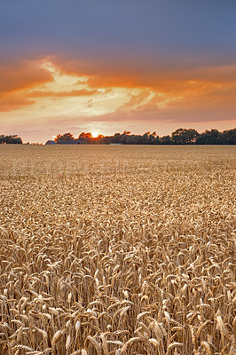 Buy stock photo Farmland, landscape and field for agriculture in nature with sunrise, travel location and scenery in countryside. Meadow, environment and cornfield with sunset, ecology and organic growth in Norway