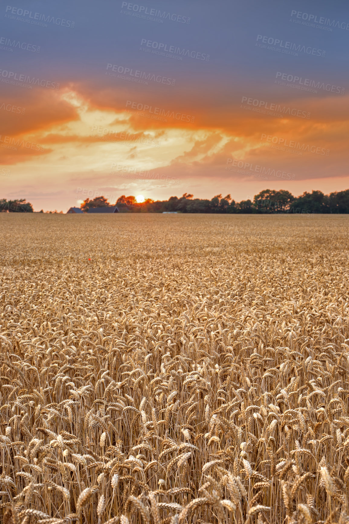 Buy stock photo Farmland, landscape and field for agriculture in nature with sunrise, travel location and scenery in countryside. Meadow, environment and cornfield with sunset, ecology and organic growth in Norway