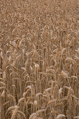 Buy stock photo Wheat field, plant and farm in nature with growth, production and supply chain, harvest and process. Agriculture, sustainability or grain farming in the countryside for organic small business startup