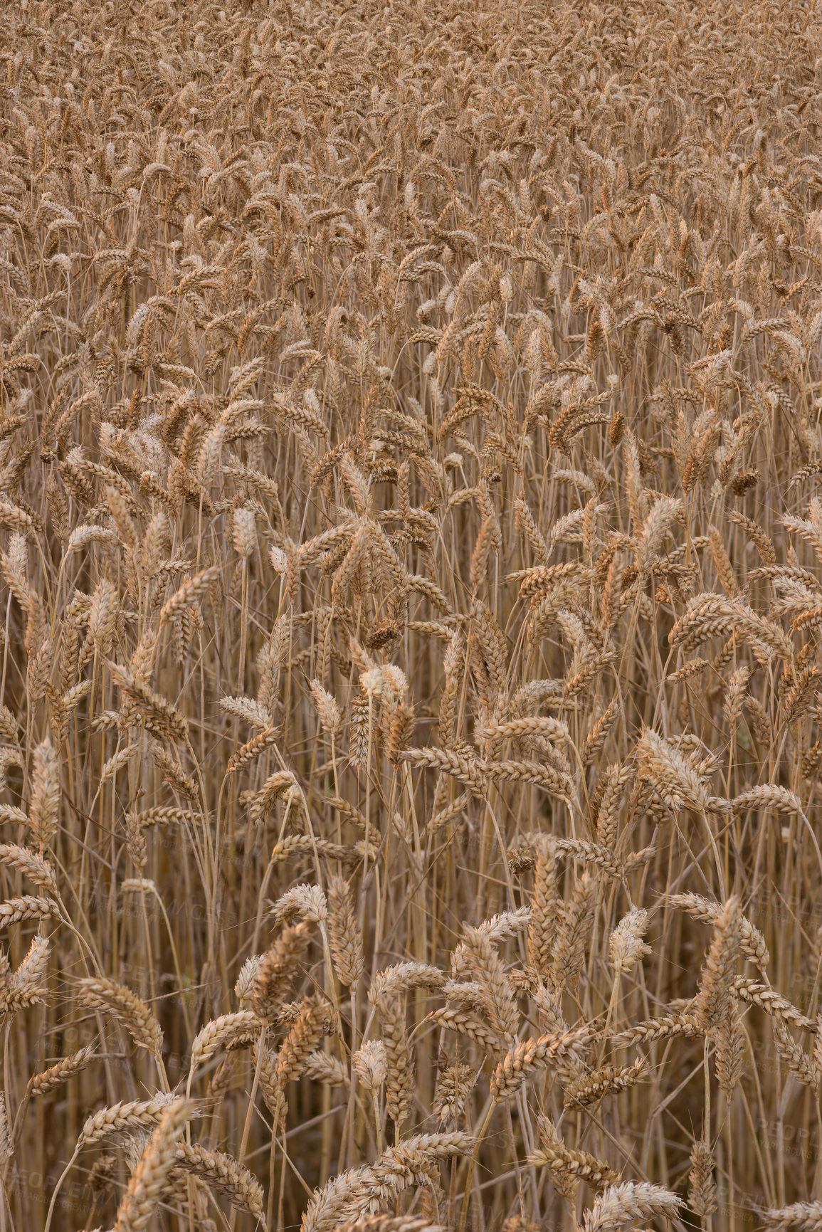 Buy stock photo Wheat field, plant and farm in nature with growth, production and supply chain, harvest and process. Agriculture, sustainability or grain farming in the countryside for organic small business startup