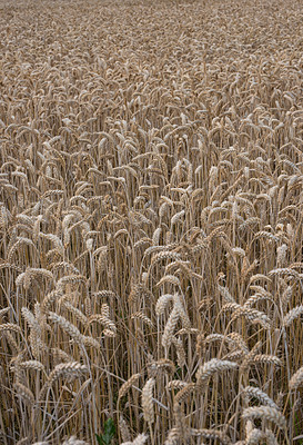 Buy stock photo Wheat field, agriculture and farm in nature with growth, production and supply chain, harvest and process. Sustainability, plant or grain farming in the countryside for organic small business startup