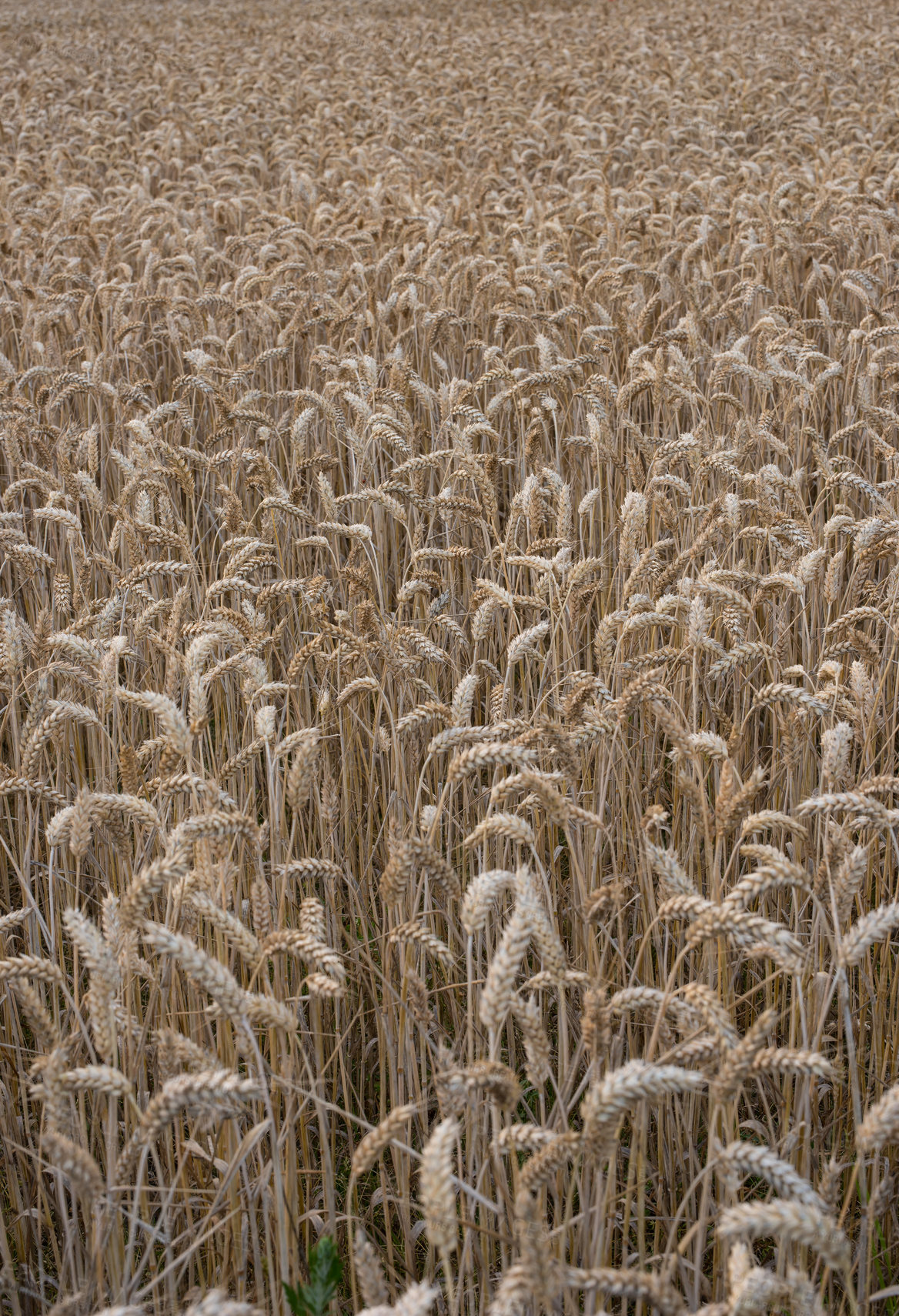 Buy stock photo Wheat field, agriculture and farm in nature with growth, production and supply chain, harvest and process. Sustainability, plant or grain farming in the countryside for organic small business startup