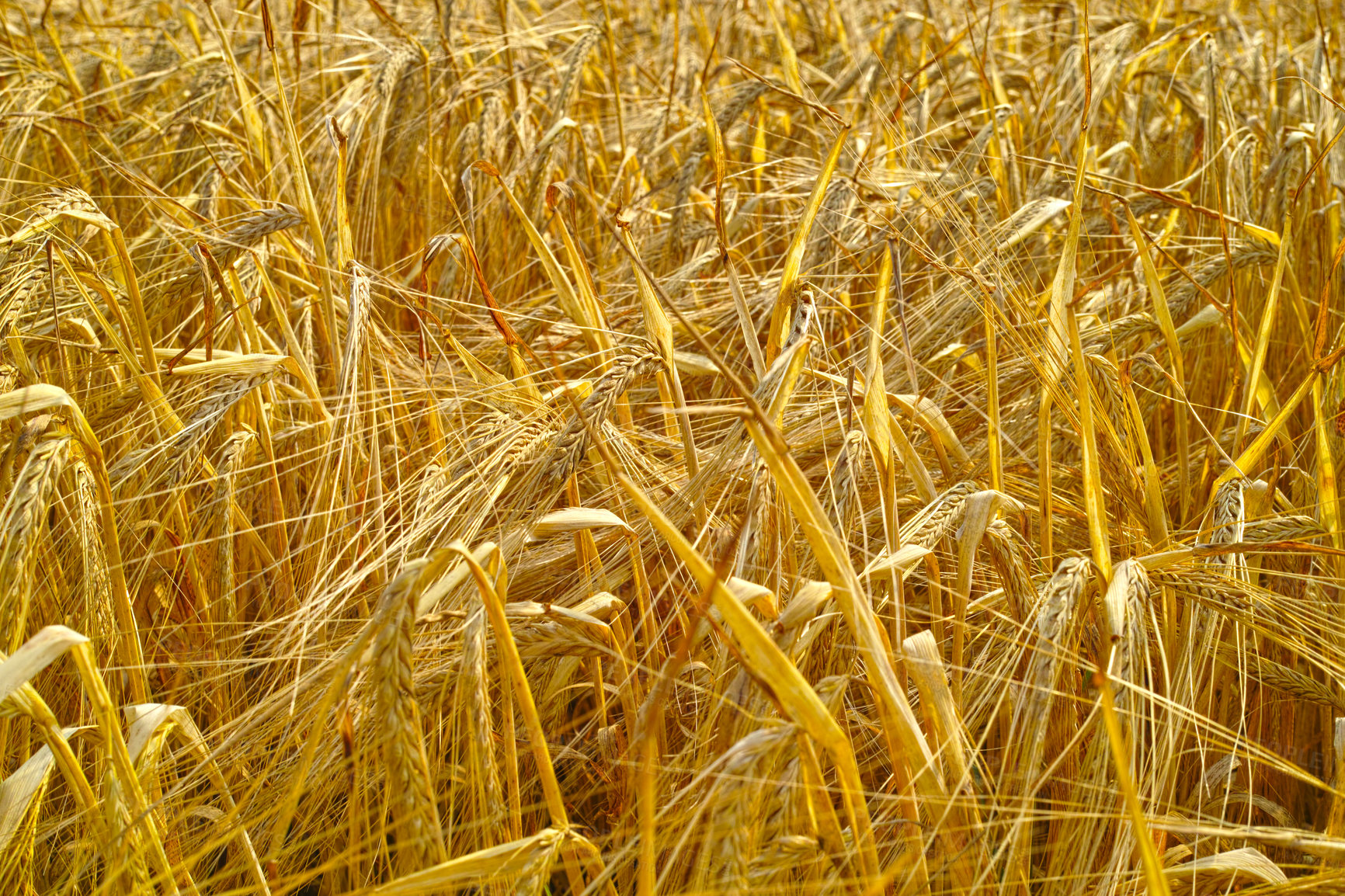 Buy stock photo Wheat field, golden or farm in nature with agriculture growth, production or supply chain, harvest or process. Sustainability, plant or grain farming in countryside for organic small business startup