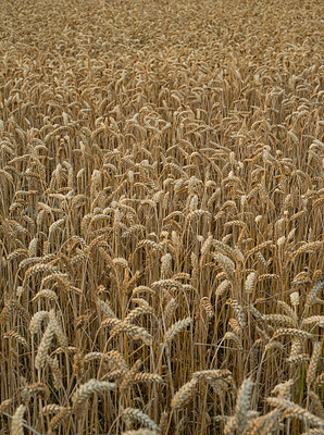 Buy stock photo Wheat field, sustainability and farm in nature with growth, production and supply chain, harvest and process. Agriculture, plant or grain farming in the countryside for organic small business startup